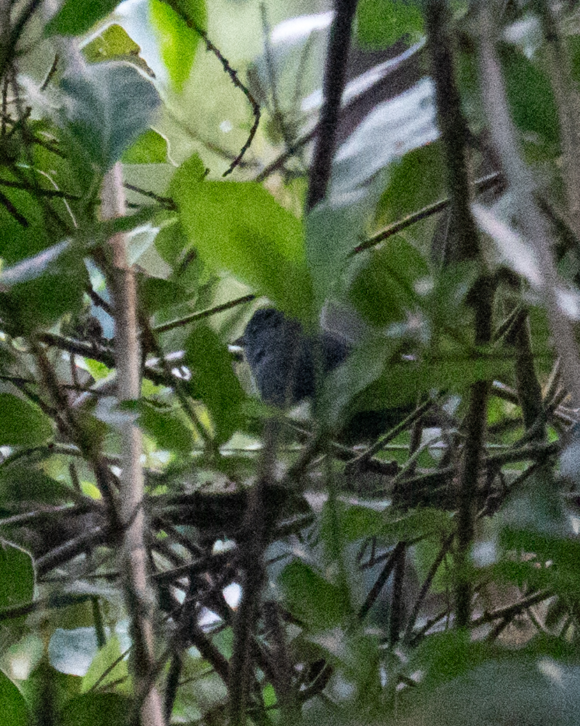 Uniform Finch (Haplospiza unicolor), photo 2