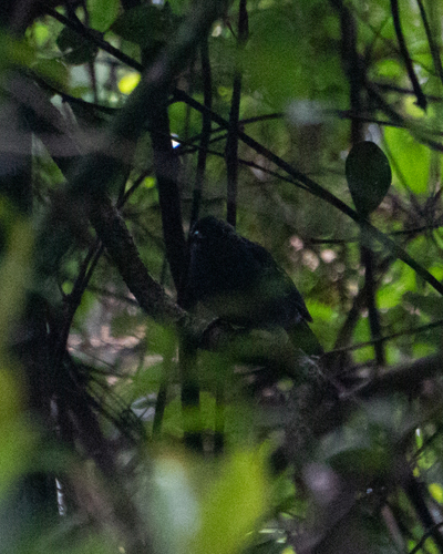Variable Antshrike (Thamnophilus caerulescens), photo 2