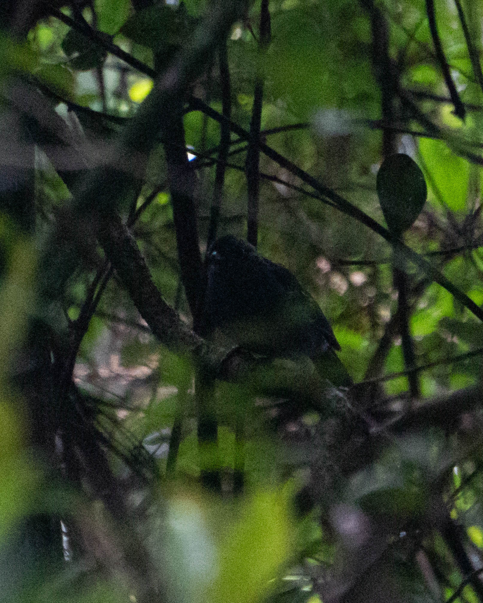 Variable Antshrike (Thamnophilus caerulescens), photo 2