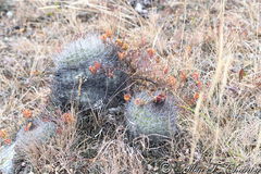 Matucana haynii