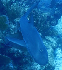 Carcharhinus perezii