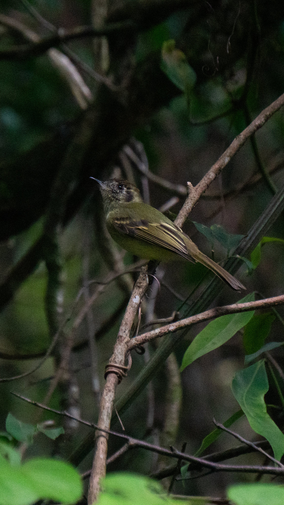 Sepia-capped Flycatcher (Leptopogon amaurocephalus), photo 7
