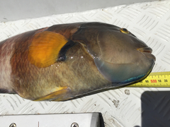 Notolabrus tetricus