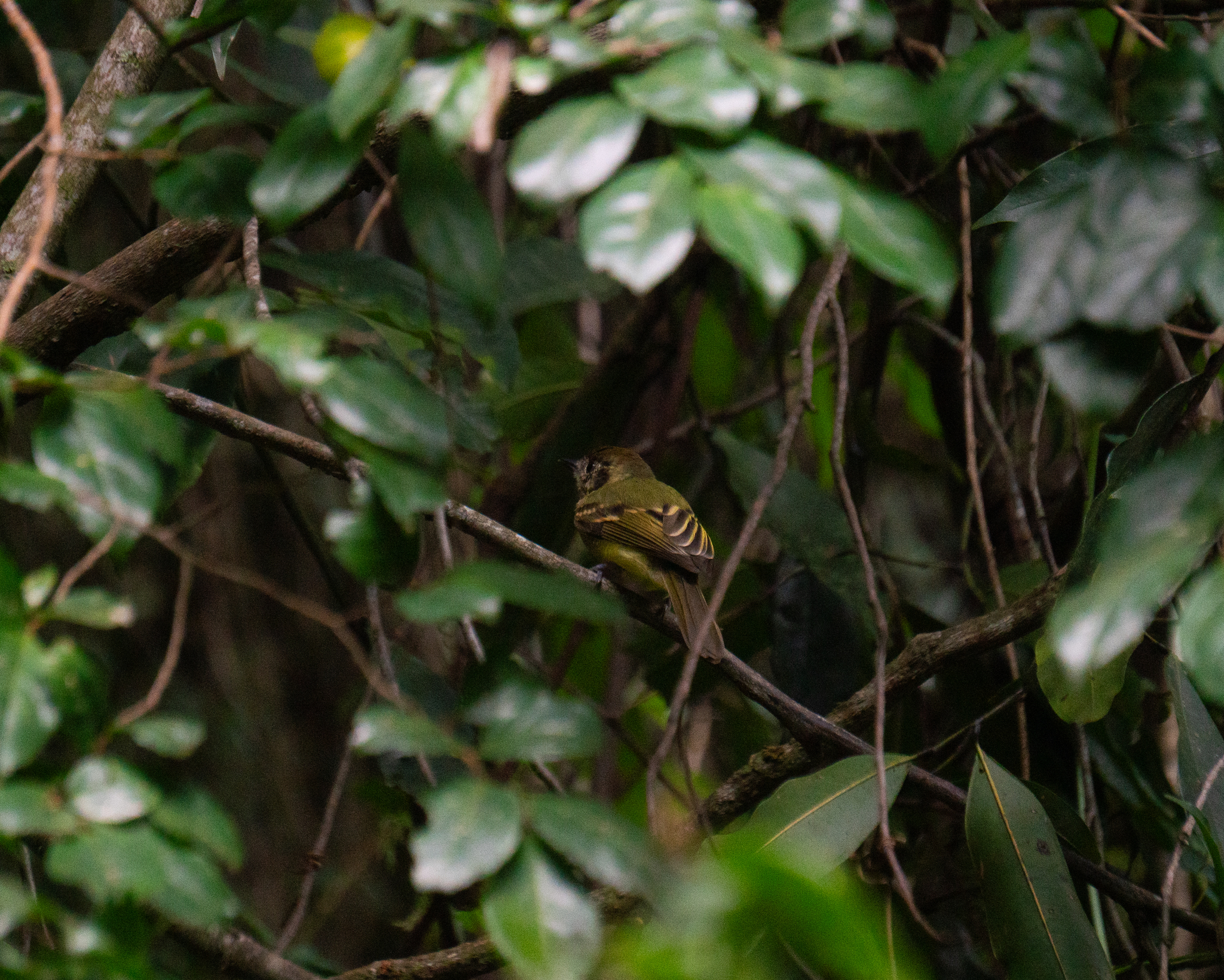 Sepia-capped Flycatcher (Leptopogon amaurocephalus), photo 8