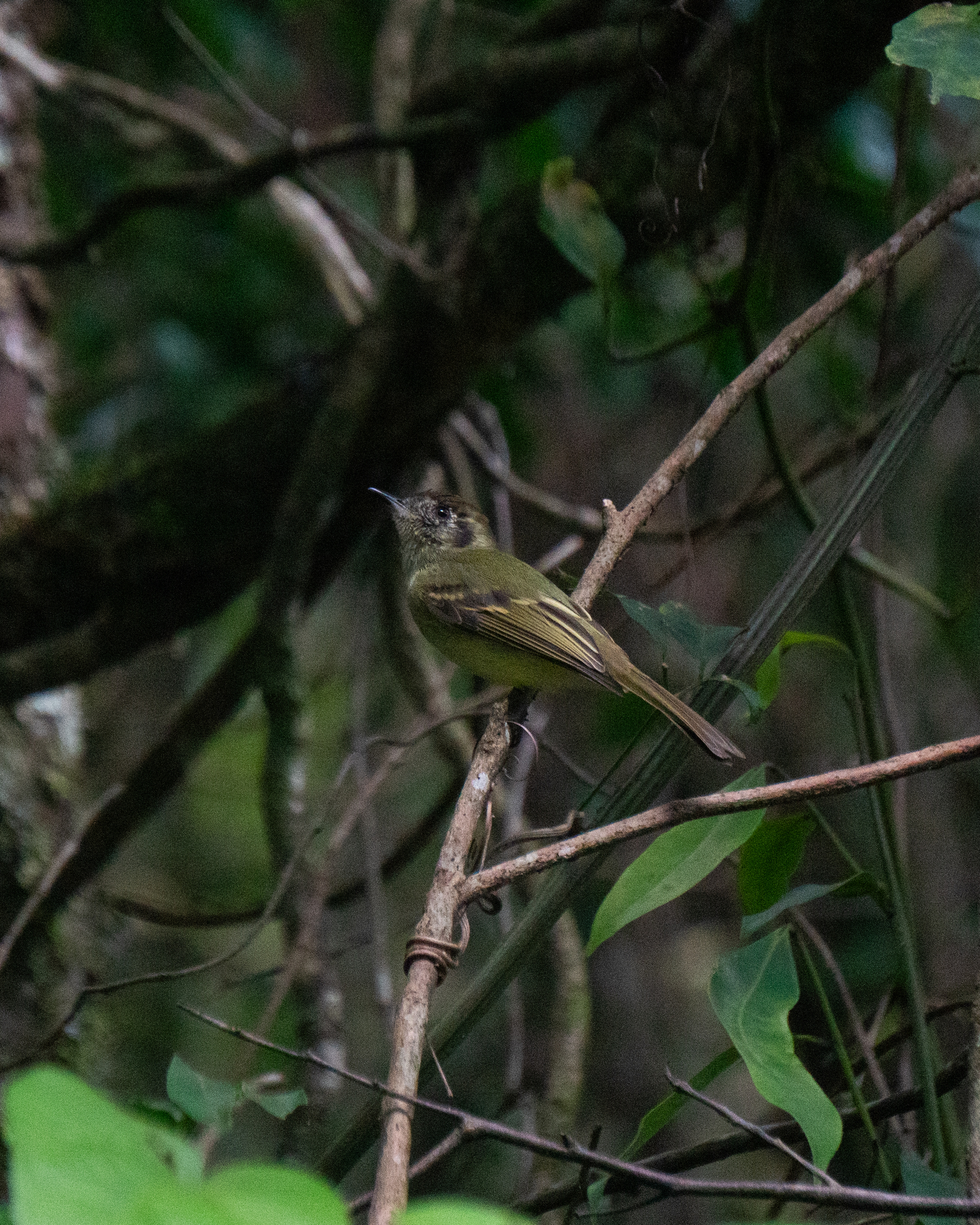 Sepia-capped Flycatcher (Leptopogon amaurocephalus), photo 5
