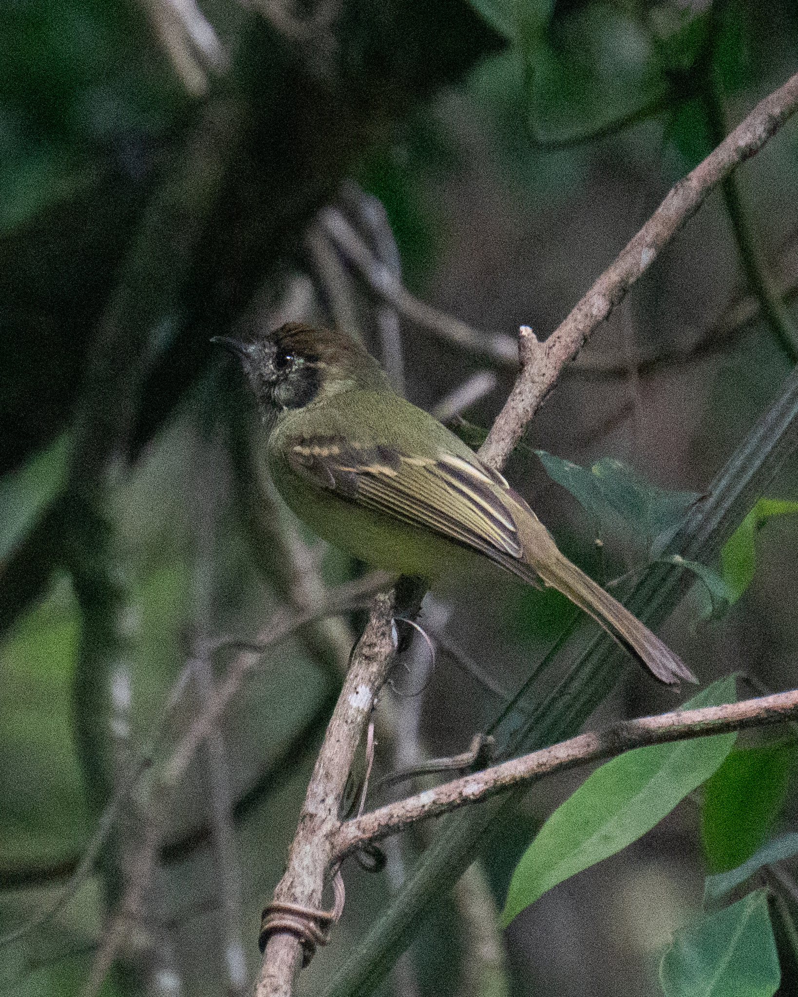 Sepia-capped Flycatcher (Leptopogon amaurocephalus), photo 6