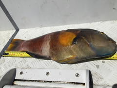 Notolabrus tetricus