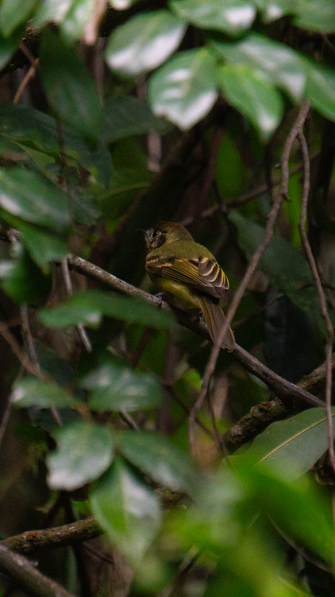 Sepia-capped Flycatcher (Leptopogon amaurocephalus), photo 9