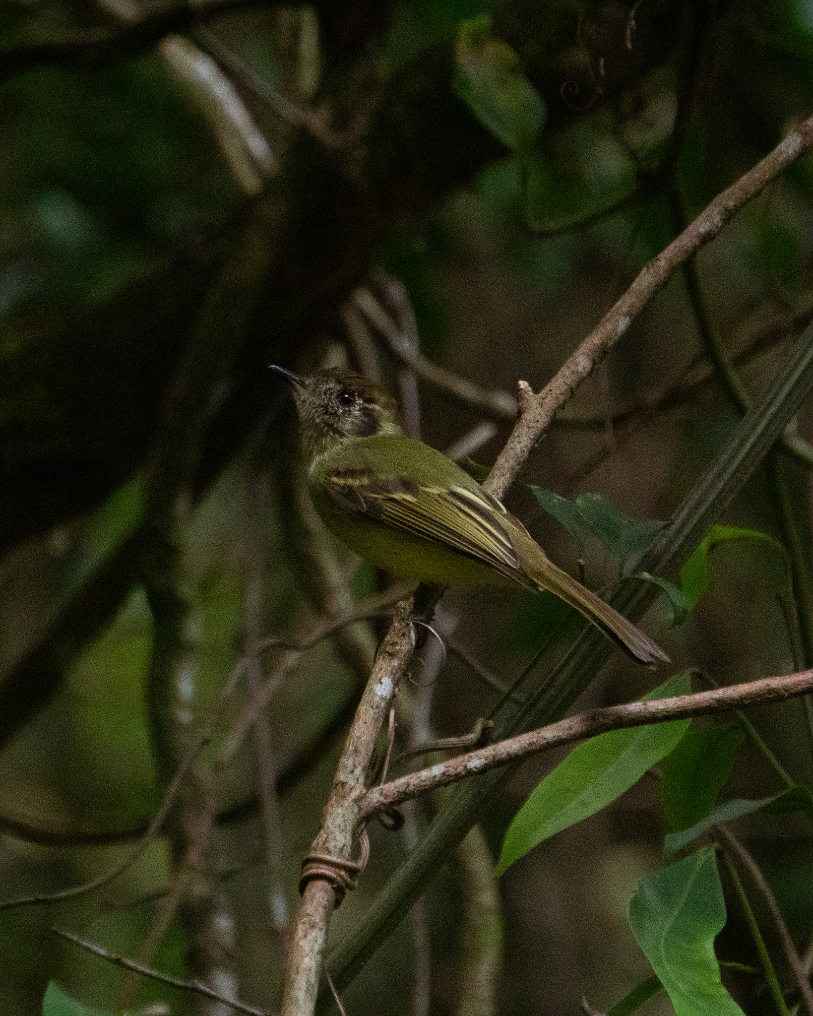 Sepia-capped Flycatcher (Leptopogon amaurocephalus), photo 4