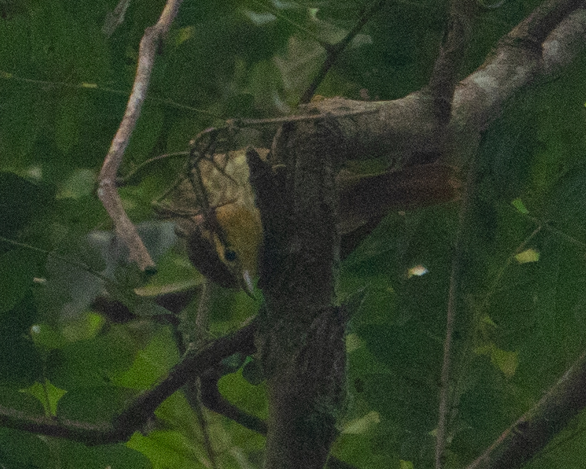 Sharp-billed Treehunter (Heliobletus contaminatus), photo 1