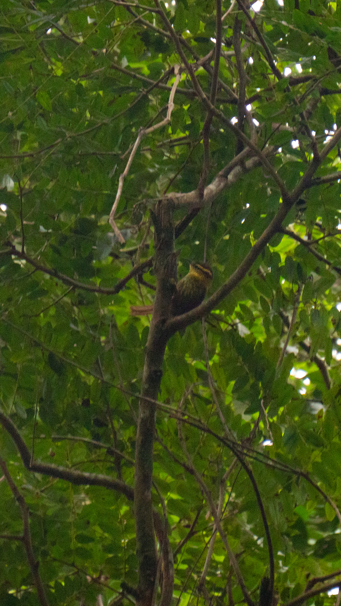 Sharp-billed Treehunter (Heliobletus contaminatus), photo 2