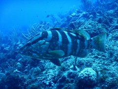 Epinephelus striatus