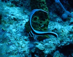 Eques punctatus