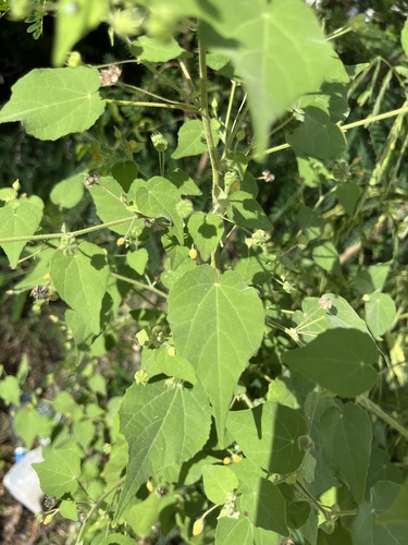 viscid mallow (Abutilon viscosum)