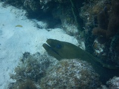 Gymnothorax funebris