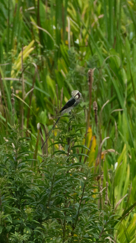 Streamer-tailed Tyrant (Gubernetes yetapa), photo 5