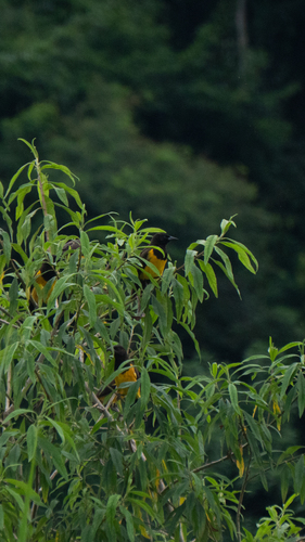 Yellow-rumped Marshbird (Pseudoleistes guirahuro), photo 8