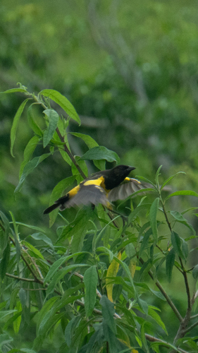 Yellow-rumped Marshbird (Pseudoleistes guirahuro), photo 7