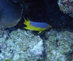 Bodianus rufus