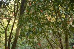 Acer oblongum, photograph (c) Siddarth Machado, some rights reserved (CC BY)