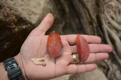 Himalayan Maple (Acer oblongum)
