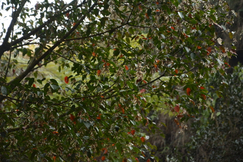 Acer oblongum, photograph 2