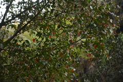 Acer oblongum, photograph (c) Siddarth Machado, some rights reserved (CC BY)
