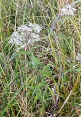 Eupatorium resinosum