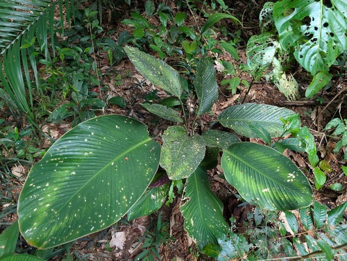 Goeppertia elliptica