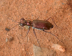 Micromentignatha oblongicollis