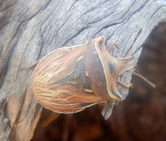 Phyllocephalinae