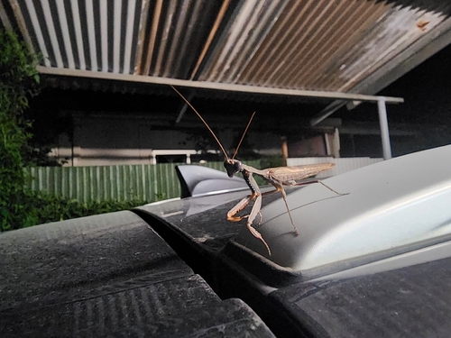 Burying Mantis