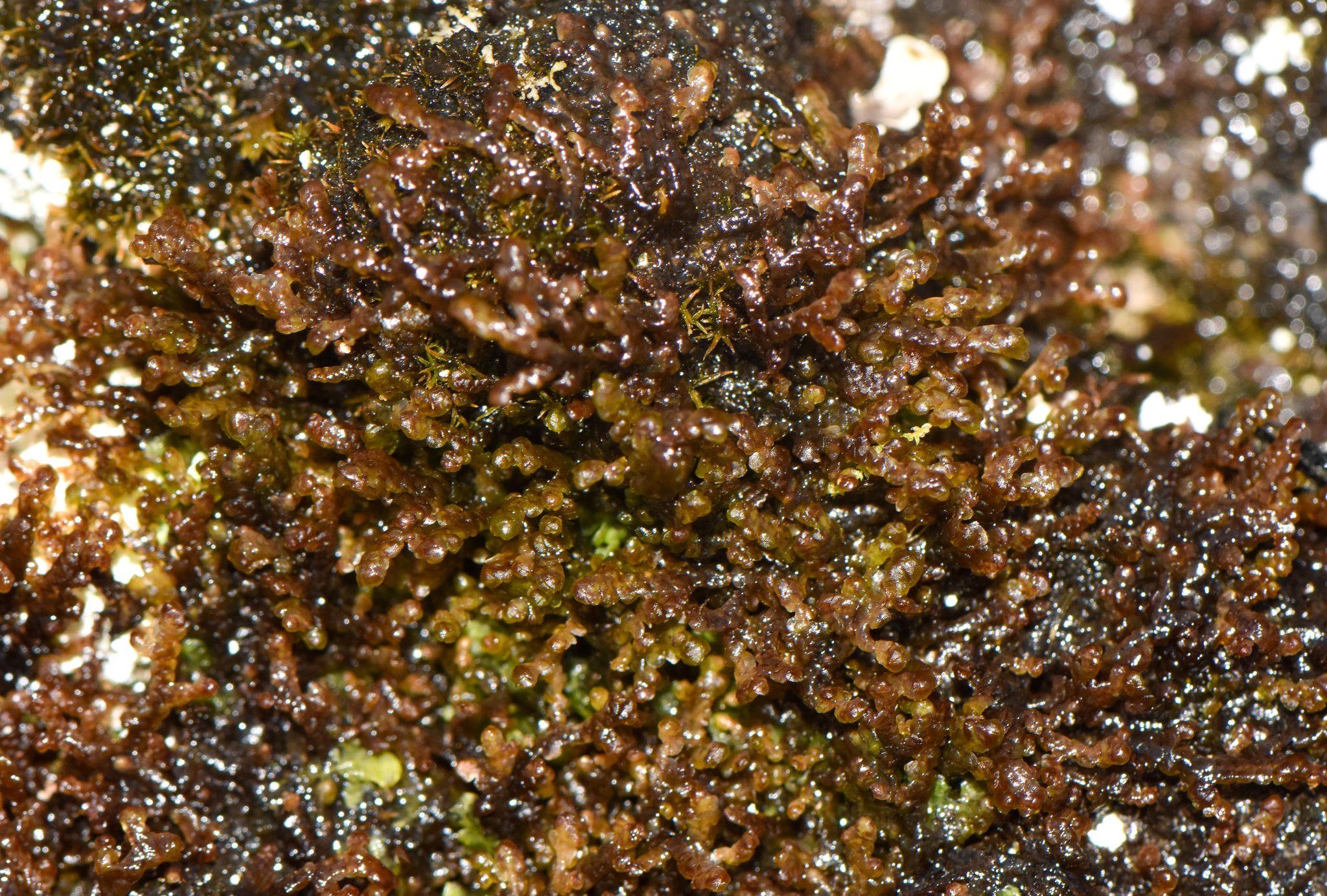 Frullania plana