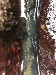 Haliotis cracherodii