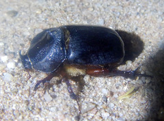 Dipelicus optatus