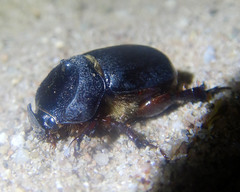 Dipelicus optatus