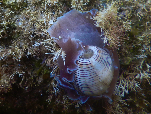 Hydatina physis