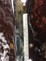 Haliotis cracherodii