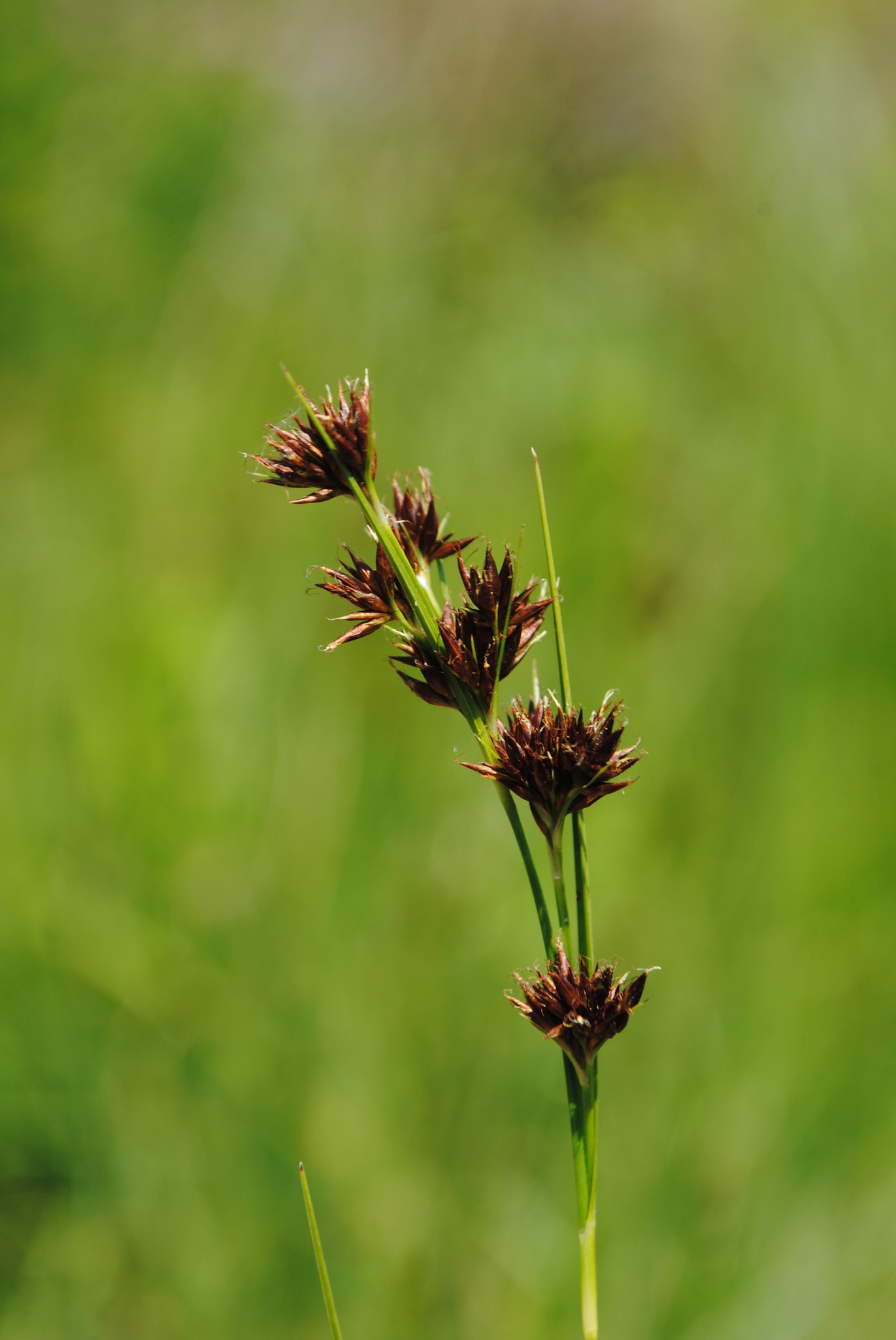 Rhynchospora capitellata