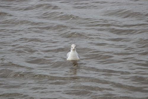 Ring-billed Gull photographed in Mississippi
