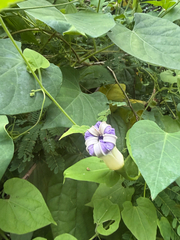 Ipomoea clavata, photograph (c) Emily Herriott, some rights reserved (CC BY)