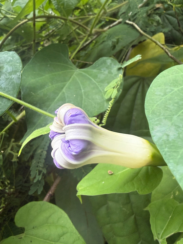 Ipomoea clavata, photograph 2