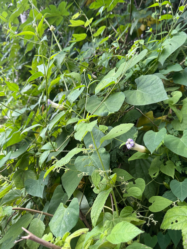 Ipomoea clavata, photograph 3