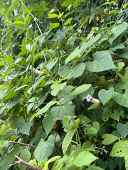 Ipomoea clavata, photograph (c) Emily Herriott, some rights reserved (CC BY)