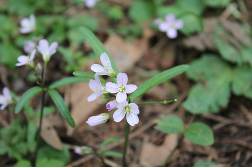 Cardamine nuttallii