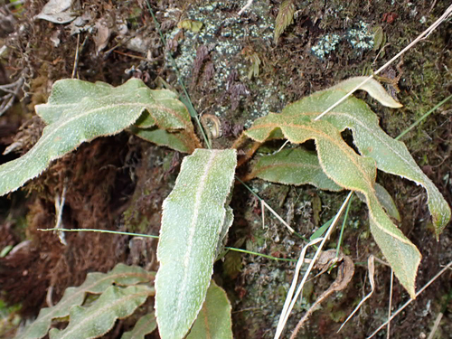 Elaphoglossum paleaceum observed 2026-03-08