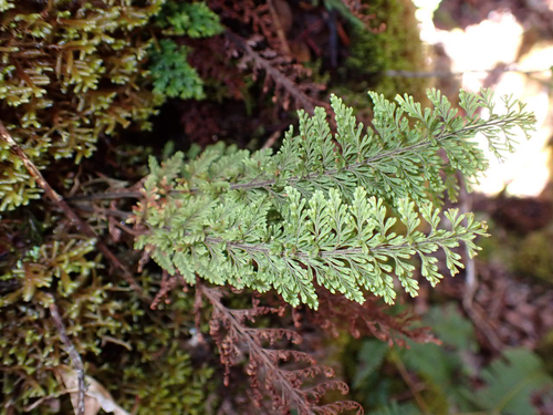 Adenophorus tripinnatifidus observed 2026-03-08