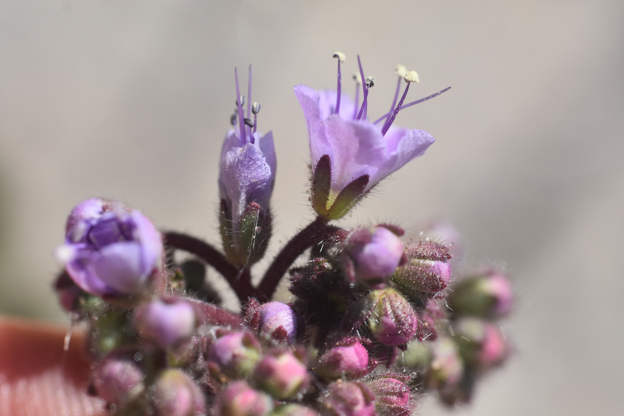 Phacelia bombycina