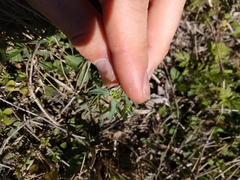 Euphorbia peplidion