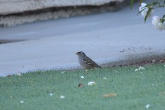 Zonotrichia leucophrys